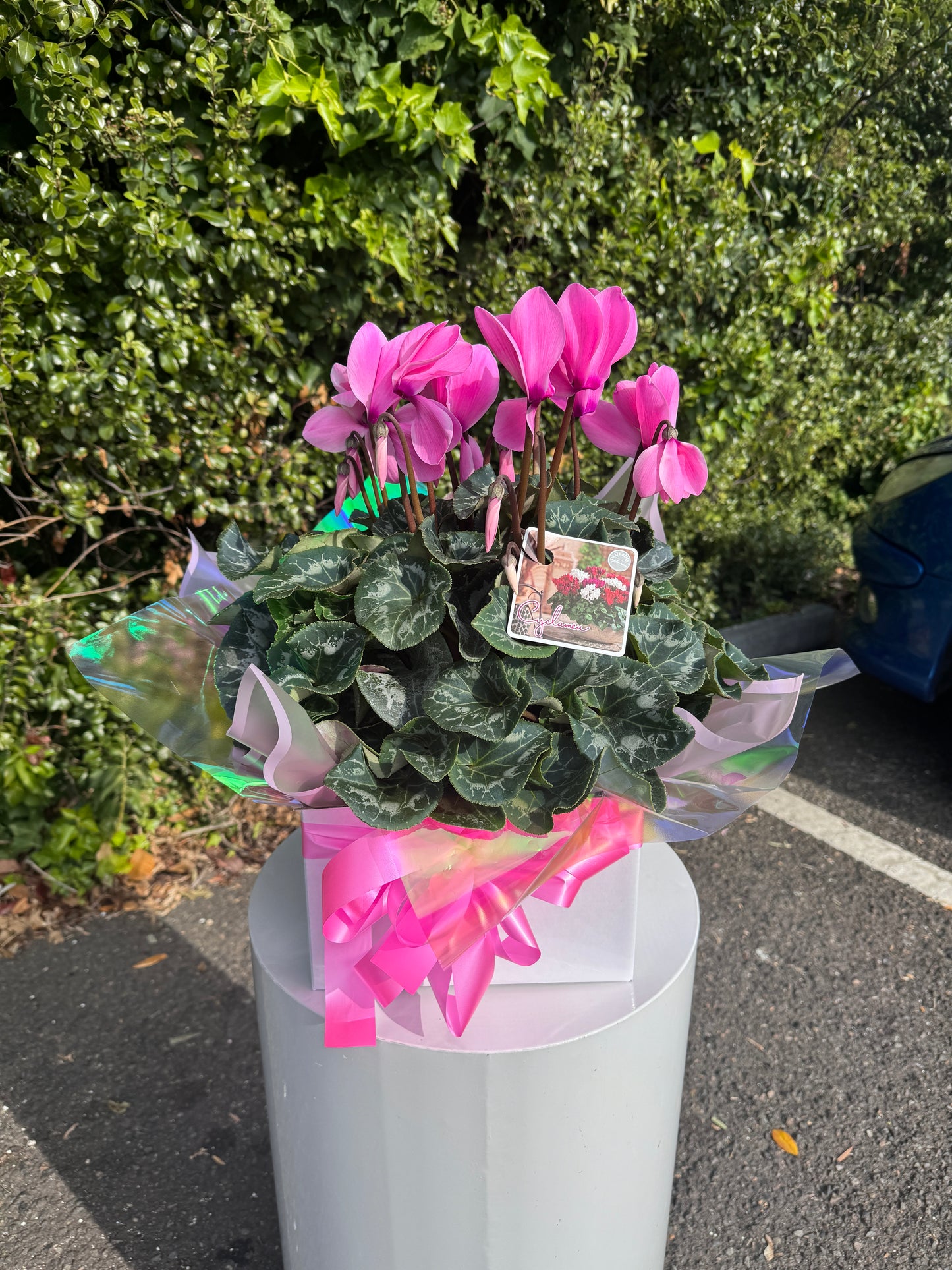 Cyclamen Pot