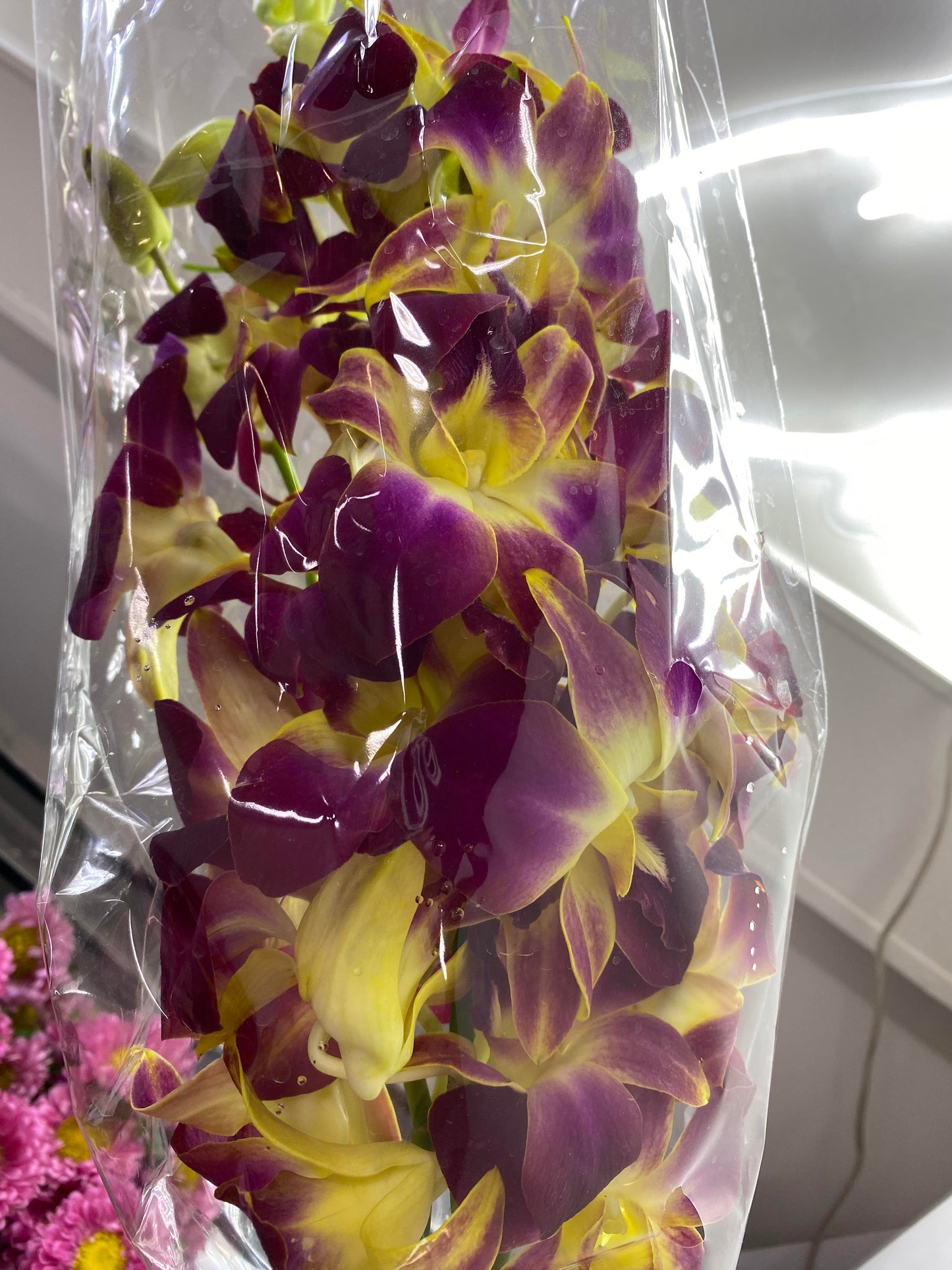 Stunning Orchids