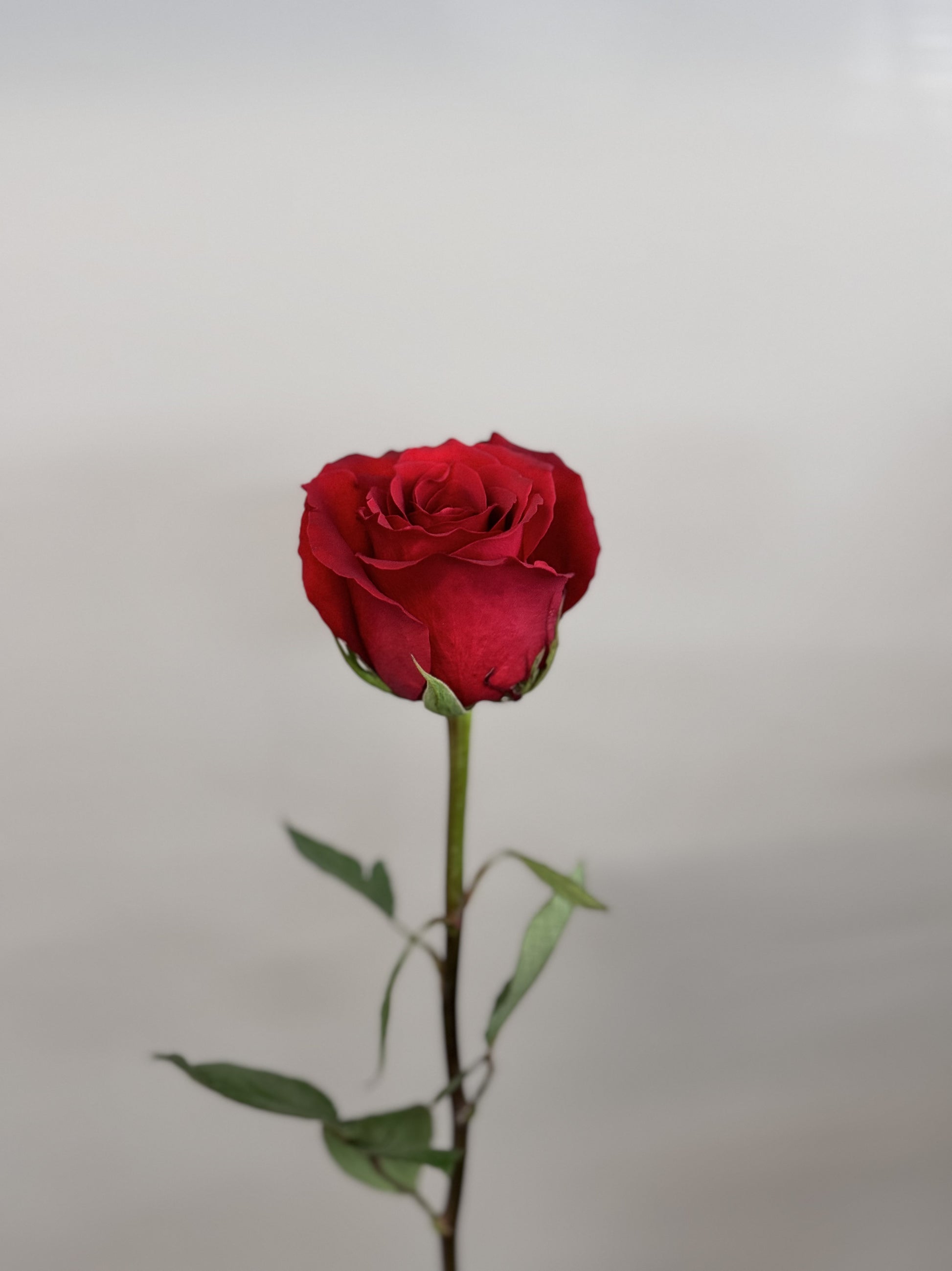 Extra Rose – Warrigal Rd Flowers