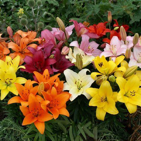 Asiatic Lilies